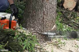 Best Firewood Processing and Delivery  in Loomis, CA