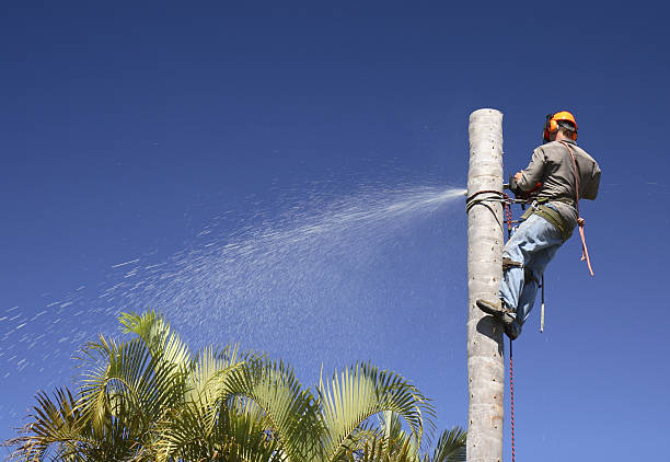 Best Tree Mulching  in Loomis, CA