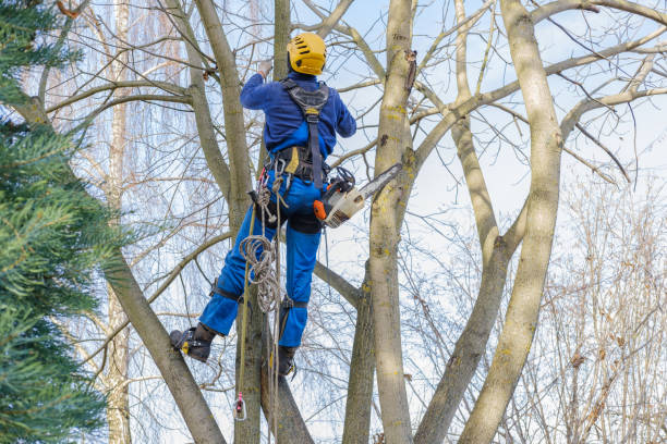 Best Storm Damage Tree Cleanup  in Loomis, CA