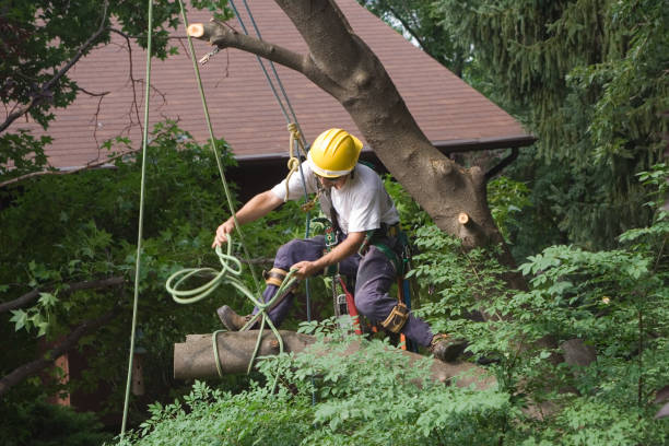 Best Tree and Shrub Care  in Loomis, CA