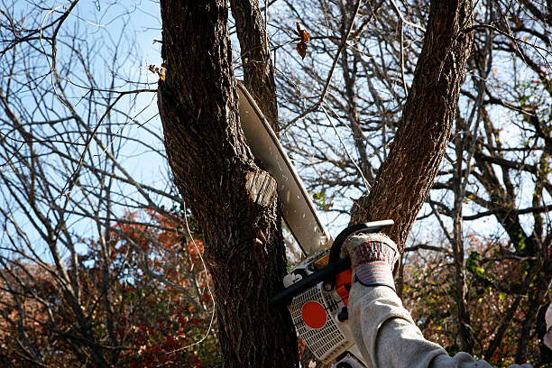 How Our Tree Care Process Works  in  Loomis, CA