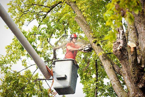 Best Tree Removal  in Loomis, CA