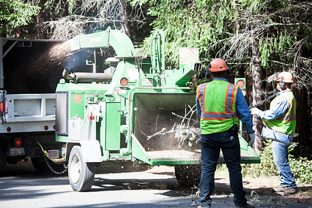 Best Lot and Land Clearing  in Loomis, CA
