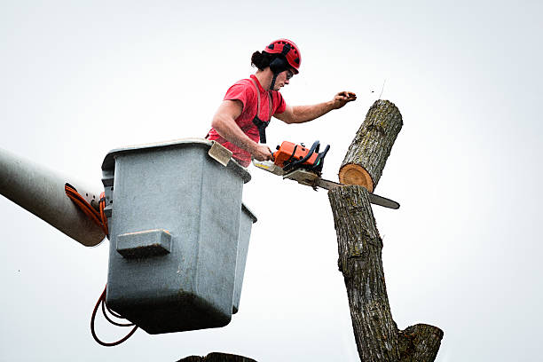 Best Tree Disease Treatment  in Loomis, CA