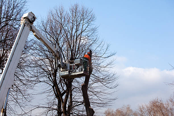 Best Utility Line Clearance  in Loomis, CA