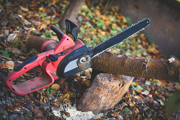 Best Tree Preservation Services  in Loomis, CA