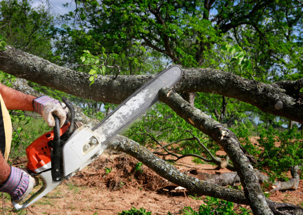 Professional Tree Care in Loomis, CA
