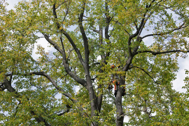 Best Tree Trimming and Pruning  in Loomis, CA